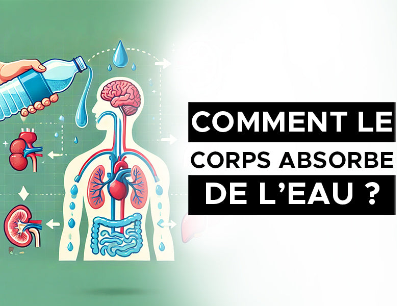 comment le corps absorbe l'eau